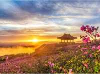 Ngắm Hoa Đỗ Quyên