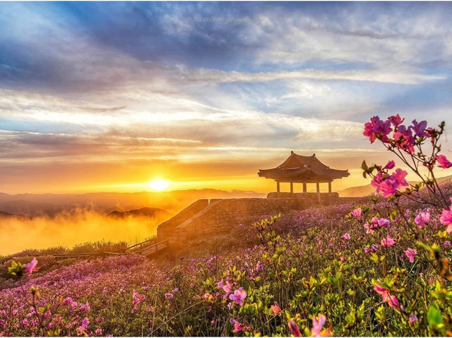 Ngắm Hoa Đỗ Quyên