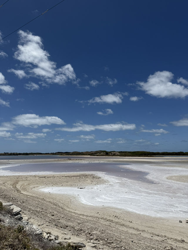 澳洲珀斯必去一日遊景點-羅特尼斯島（Rottnest Island）