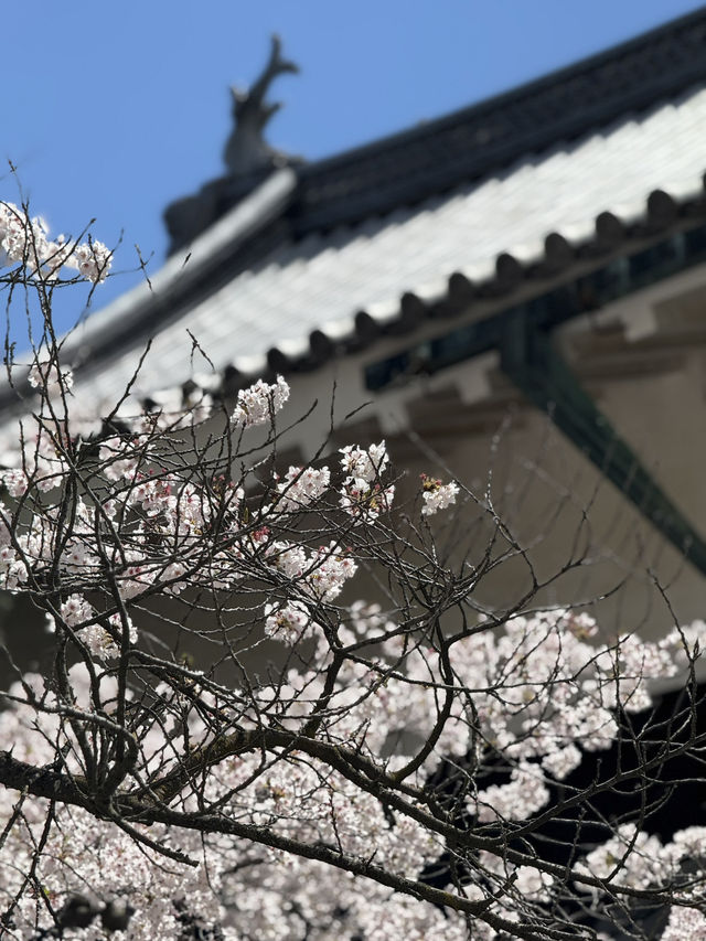 National Treasure in Full Bloom! 