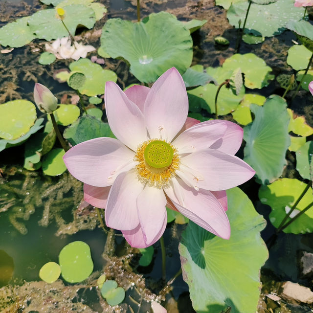 สายมู สายถ่ายรูป ห้ามพลาด‼️ วิหารเซียนกำแพงเพชร 