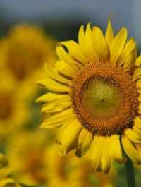 ทุ่งทานตะวัน🌻🌻🌻 อ.วังทอง ของดีที่มีปีละครั้ง