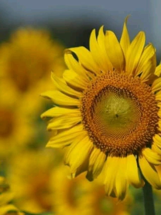 ทุ่งทานตะวัน🌻🌻🌻 อ.วังทอง ของดีที่มีปีละครั้ง