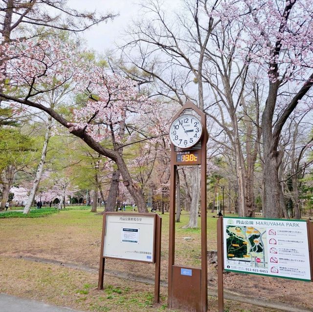Sakura Blooming at Maruyama Park: A Springtime Delight
