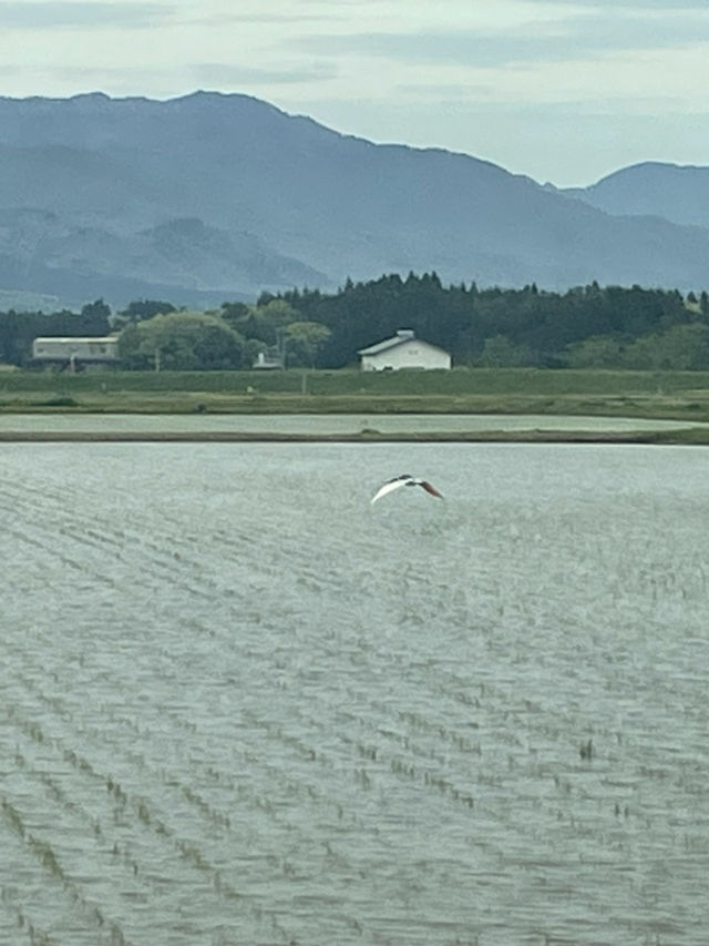 新潟-佐渡　おすすめスポット！