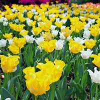 Tulip Fever in Full Bloom! 🇸🇬