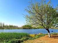 Dounan Wetland