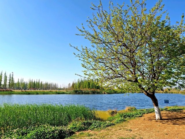 Dounan Wetland