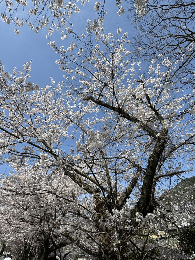 大阪阪急京都本線｜優雅與文化的紫色貴族之旅