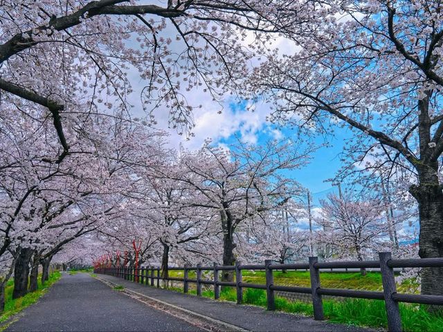 Cherry Blossom Magic Without the Crowds