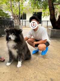 【バンコク】モフモフ好き発見！ハスキーカフェ🐕