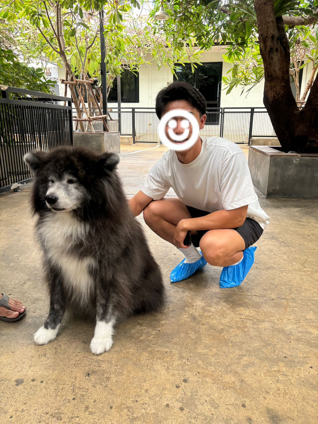 【バンコク】モフモフ好き発見！ハスキーカフェ🐕
