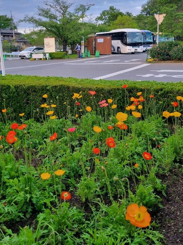 CHILLING WITH COLOURFUL BLOOMS ALL AROUND - CAN'T COMPLAIN 