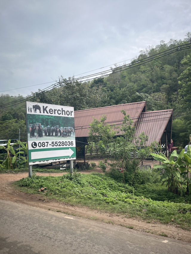 🇹🇭泰國清邁Kerchor 大象保護公園🐘✨不強迫大象的友善環境