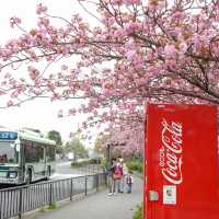 Japan – Sakura Reflections on Still Water