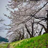 KAKUNODATE | A TIMELESS CHERRY BLOSSOM HAVEN