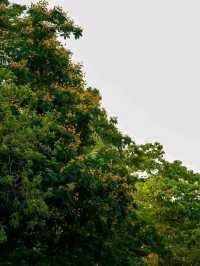 Blooms of Dhaka University: A Peaceful Pause in the Heart of the City
