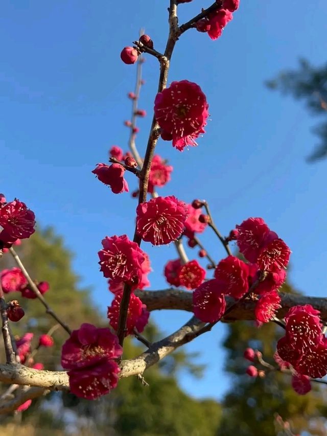 Okurayama Park – Yokohama’s Seasonal Sanctuary of Serenity