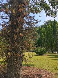 Penang Botanic Gardens – A Green Retreat with Colonial Roots