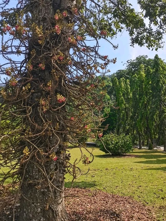 Penang Botanic Gardens – A Green Retreat with Colonial Roots