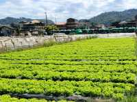 Pick your own strawberries in La Trinidad's Strawberry Farm