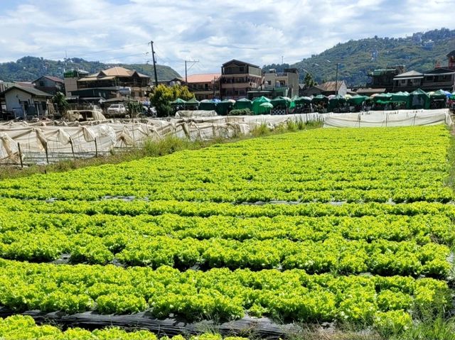 Pick your own strawberries in La Trinidad's Strawberry Farm