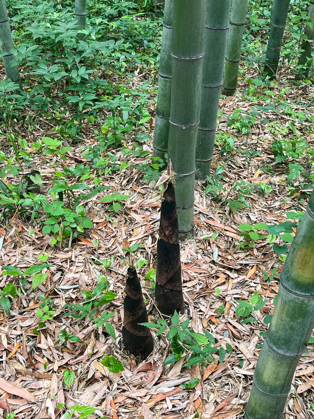 아라시야마 치쿠린은 무조건 아침 일찍🎋