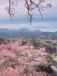Petals and Legends at Oka Castle Ruins