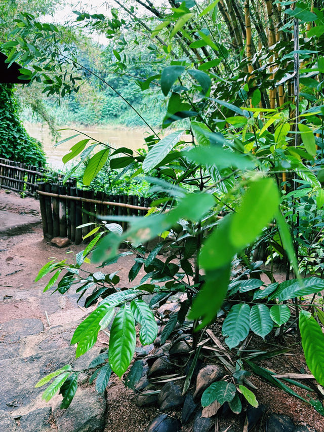 🌿✨Nature Garden 75 – 五感で楽しむ、スリランカのスパイスガーデン✨🌿