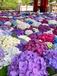 【福岡観光】色とりどりの紫陽花が浮かぶ花手水❁⃘
