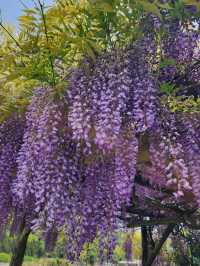 【山口グルメ】美祢市於福･朝日館
