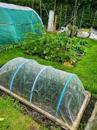 Whispers of Spring at Stoney Road Allotments 