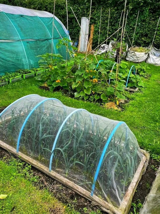 Whispers of Spring at Stoney Road Allotments 