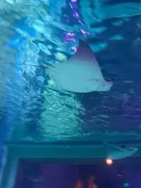 Sea Shell Aquarium Phu Quoc