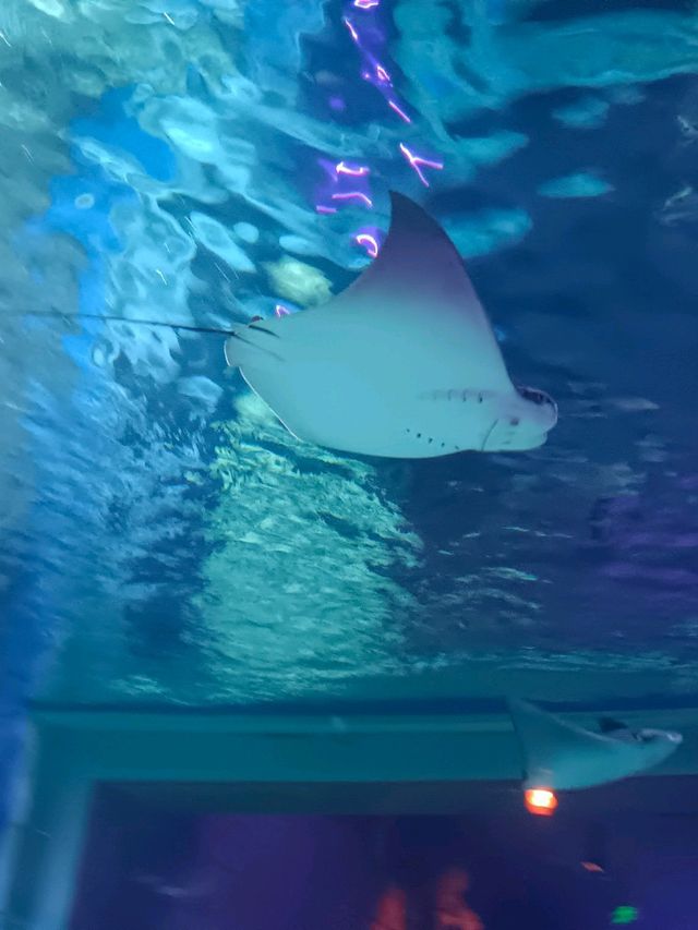 Sea Shell Aquarium Phu Quoc
