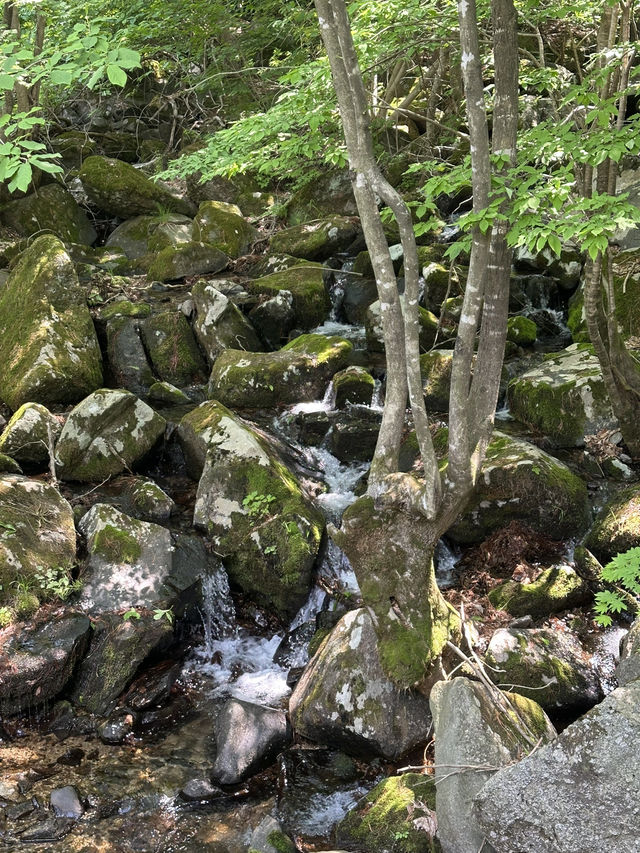 🧘‍♂️자연과 함께 심호흡하기 좋은 🌳 가평 자연 휴양림 봄여행지 추천 🌼