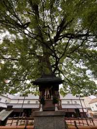 香川｜愛清酒朋友的天堂 琴平町超有趣清酒博物館