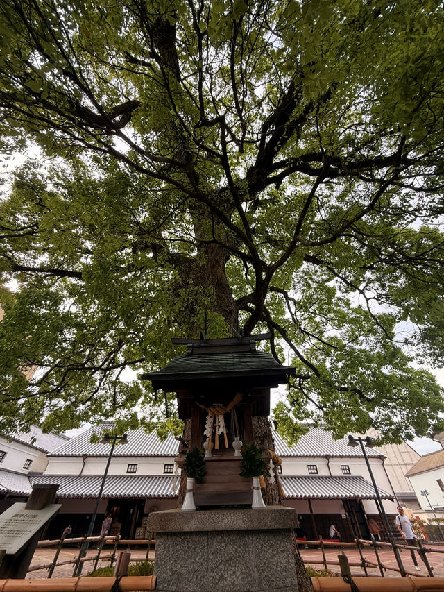 香川｜愛清酒朋友的天堂 琴平町超有趣清酒博物館