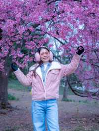 รถม้าพาเที่ยวเซ็นทรัลปาร์ค (Central Park)