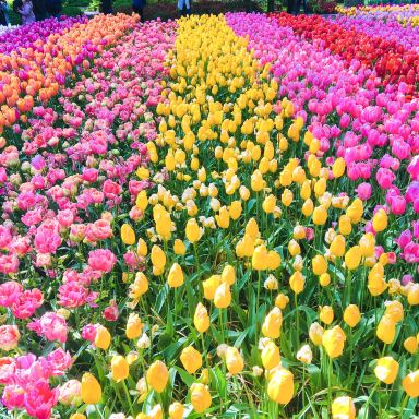 Europe】A Dream Flower Field Trip for Girls | Trip.com Lisse