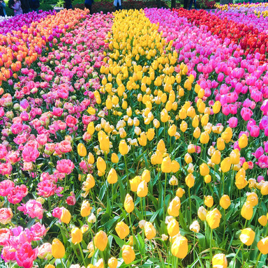 Europe】A Dream Flower Field Trip for Girls | Trip.com Lisse