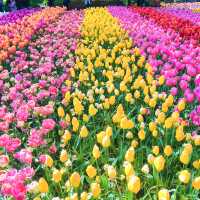 【ヨーロッパ】女子旅❗️夢のお花畑の旅🌼