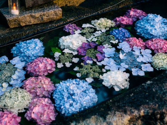 石川縣🇯🇵繡球花景點特集💐