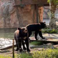 【中国/上海/上海野生動物園】希少な野生動物を見に行こう！