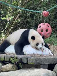 廣州長隆野生動物園