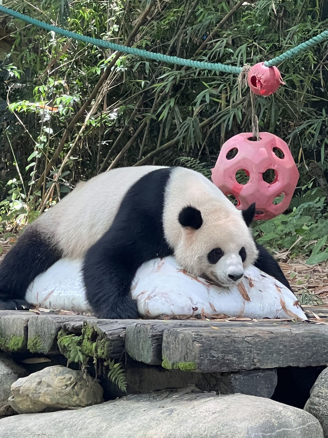 廣州長隆野生動物園