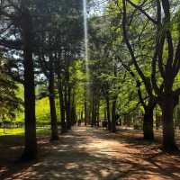 Nami Island One-Day Trip Guide • Spring Forest Walk Plan 🌿🚶‍♂️
