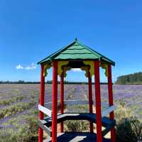 Southern Hemisphere's Largest Organic Lavender Farm is OPEN! 💜🌿