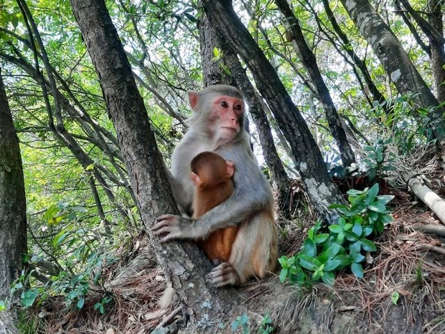 意象 張家界國家森林公園 