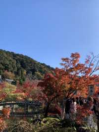 【京都🇯🇵】紅葉🍁が美しい秋の永観堂へ